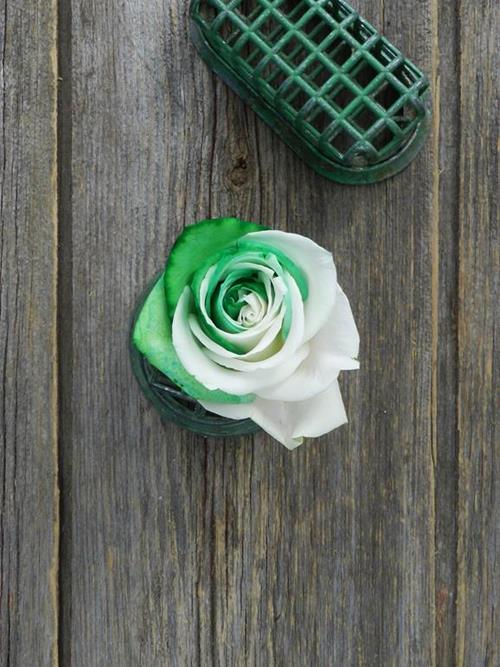  GREEN & WHITE TINTED ROSES